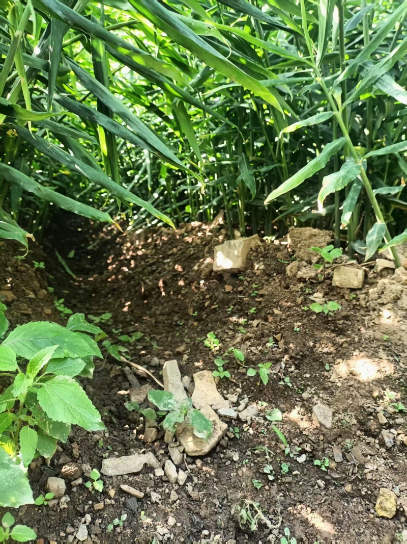 云南小黄姜湖南2号优质姜大量上市欢迎咨询