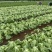 广西玉菜0.8-2，平均1.7斤左右单颗