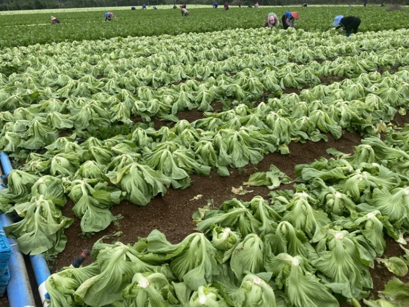广西玉菜0.8-2，平均1.7斤左右单颗