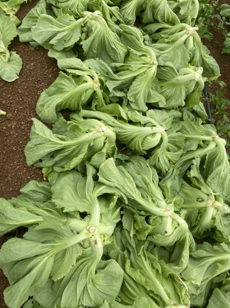 广西玉菜0.8-2，平均1.7斤左右单颗