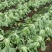 广西玉菜0.8-2，平均1.7斤左右单颗