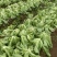 广西玉菜0.8-2，平均1.7斤左右单颗