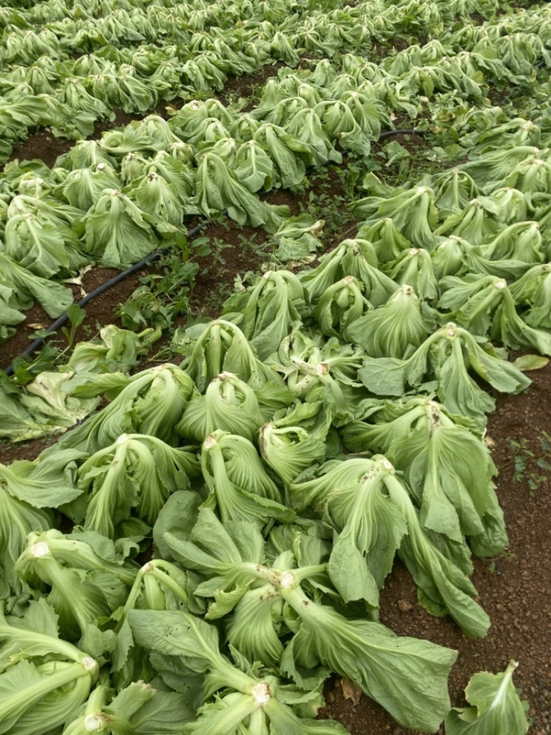 广西玉菜0.8-2，平均1.7斤左右单颗