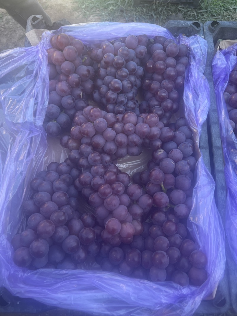 巨峰葡萄