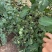 青甜2号口感小番茄小番茄苗/产地直发/一手货源/保质保量