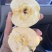维纳斯黄金苹果