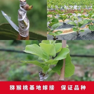 嫁接猕猴桃苗