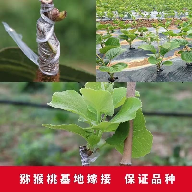 嫁接猕猴桃苗
