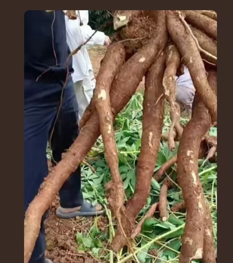 黄心木薯。木薯糖水