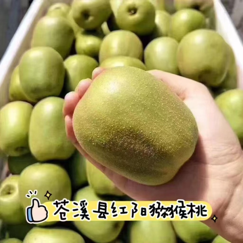 嫁接猕猴桃苗