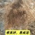 嫁接猕猴桃苗