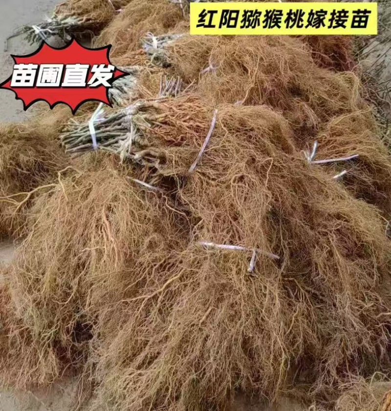 嫁接猕猴桃苗
