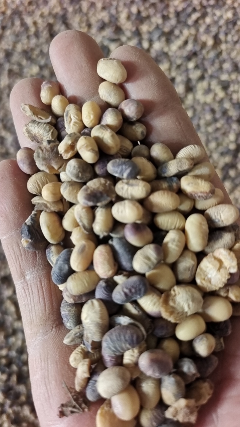 紫皮大豆