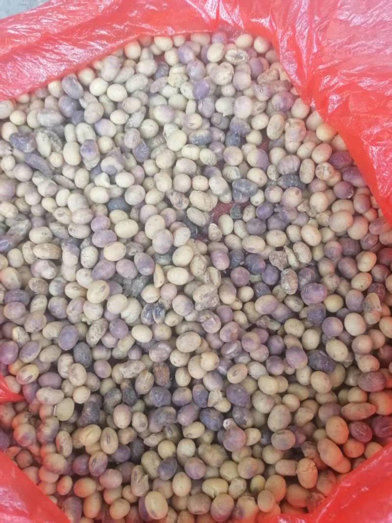 紫皮大豆