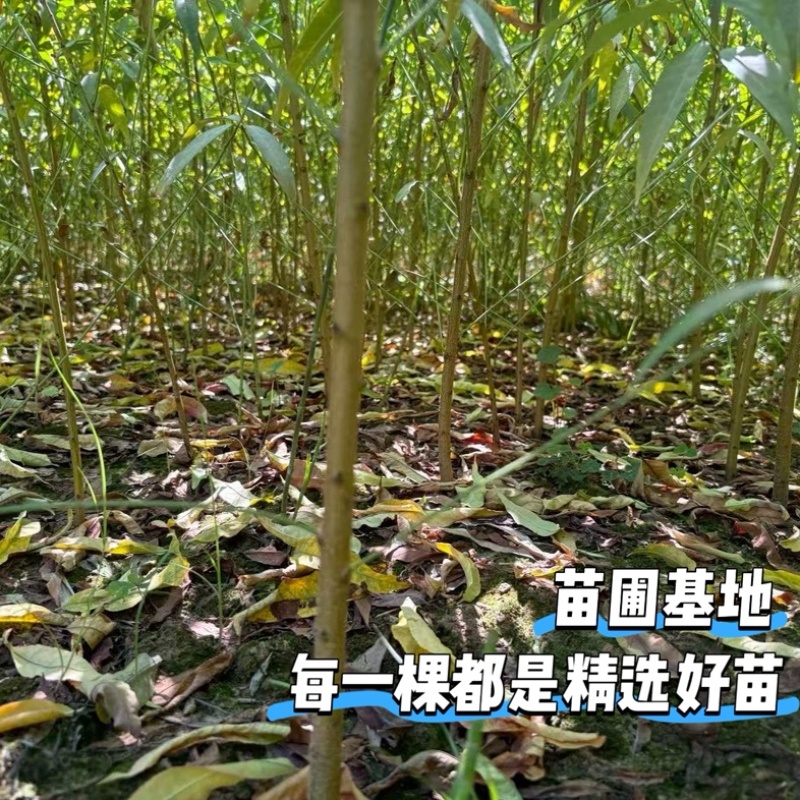 实生毛桃苗