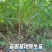 实生毛桃苗