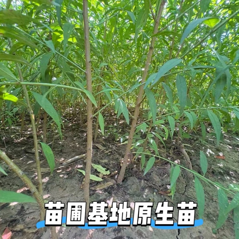实生毛桃苗