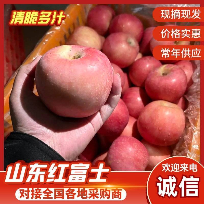 高山山东红富士，黄金糖度，果园现摘，支持大宗批发！