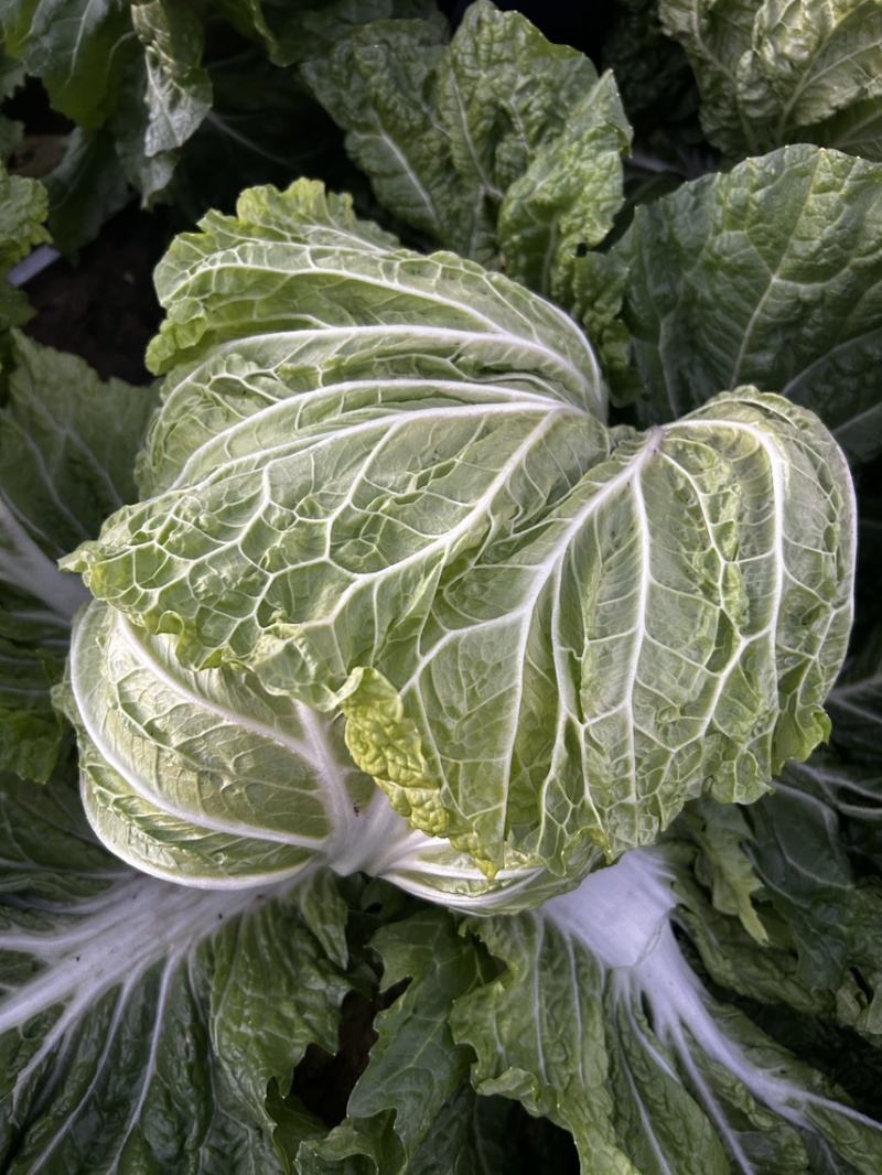 精品868大白菜