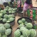 厂家直销西瓜甜度高品质好