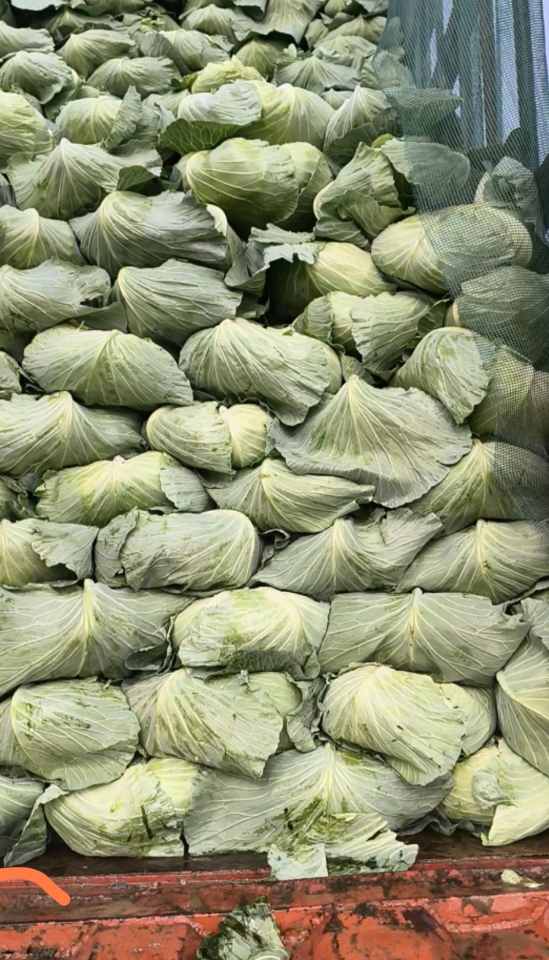 湖北扁包菜奥奇娜基地直供量大从优，供全国客商