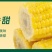 云南高原生态水果玉米甜脆开袋即食玉米段