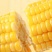 云南高原生态水果玉米甜脆开袋即食玉米段