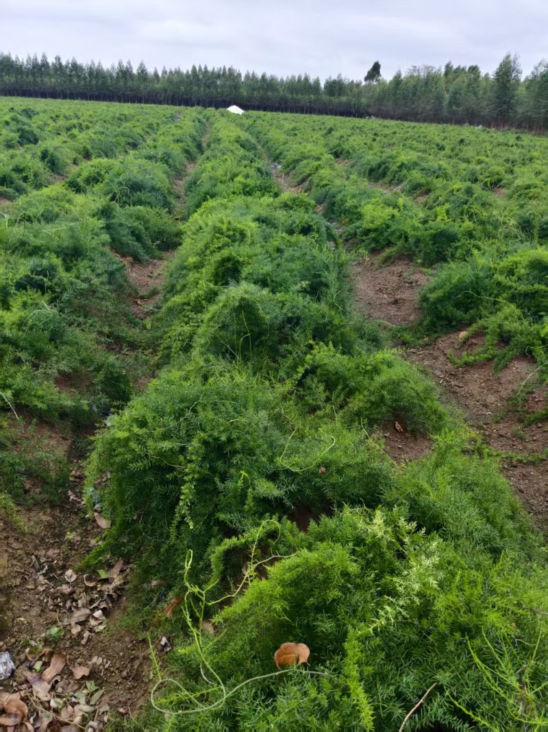 广西良种天冬直供可视频现挖高产量成活率高薯仔多有塑源基地