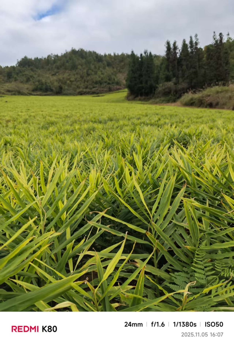湖南二号生姜产地直发，大量供应，种植户一手货源