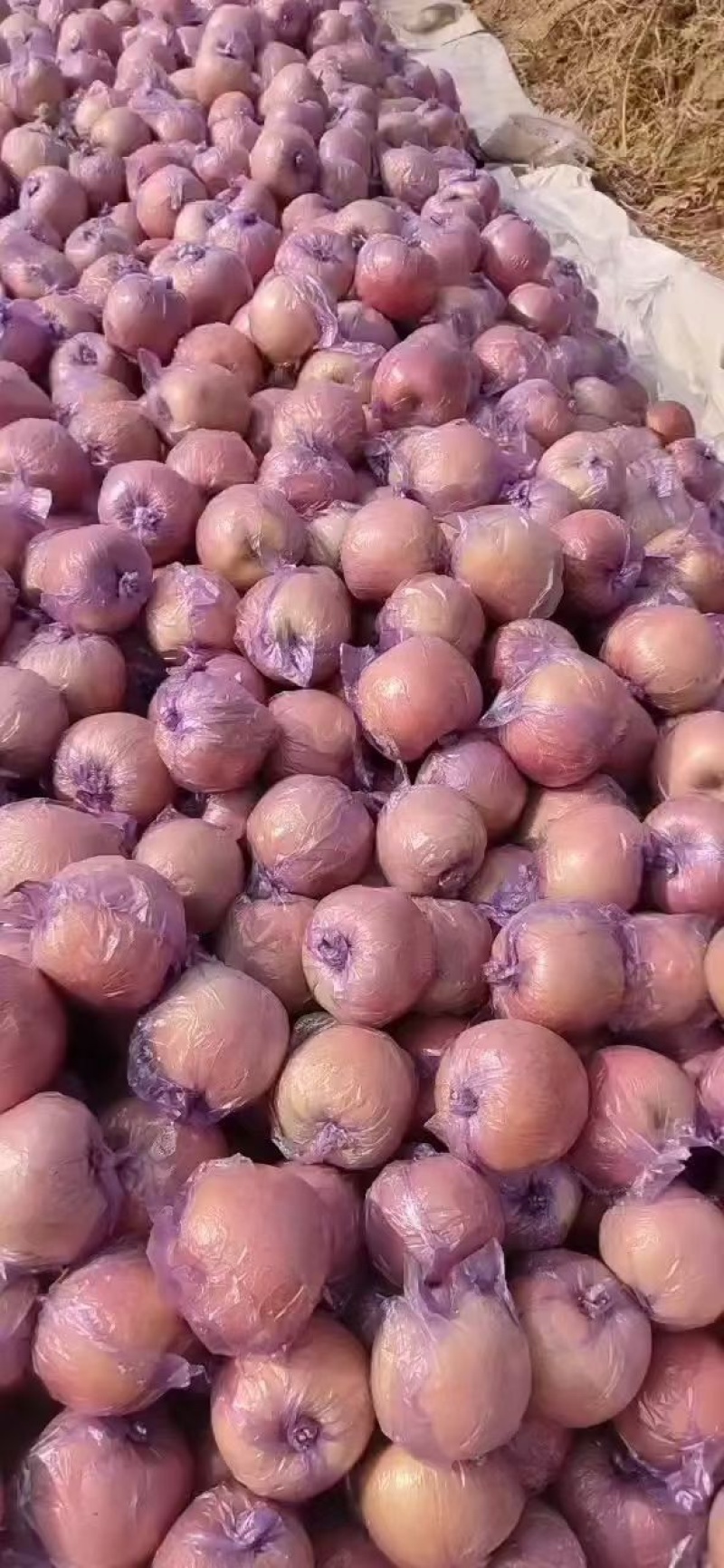 膜袋红富士苹果大量供应产地一手货源