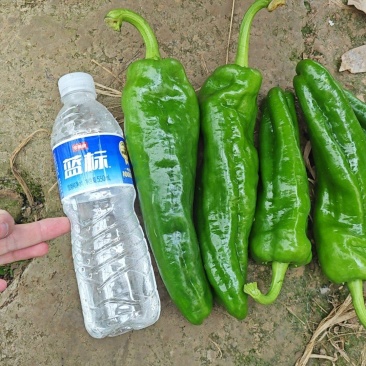 精品301，河南商丘夏邑县北镇产地直发，整车发货，需要说