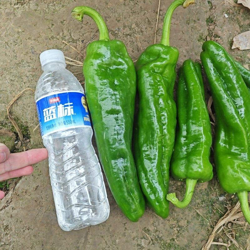 精品301，河南商丘夏邑县北镇产地直发，整车发货，需要说