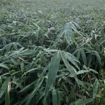 优质纯正品种量大从优现挖现发竹苗