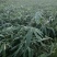 优质纯正品种量大从优现挖现发竹苗
