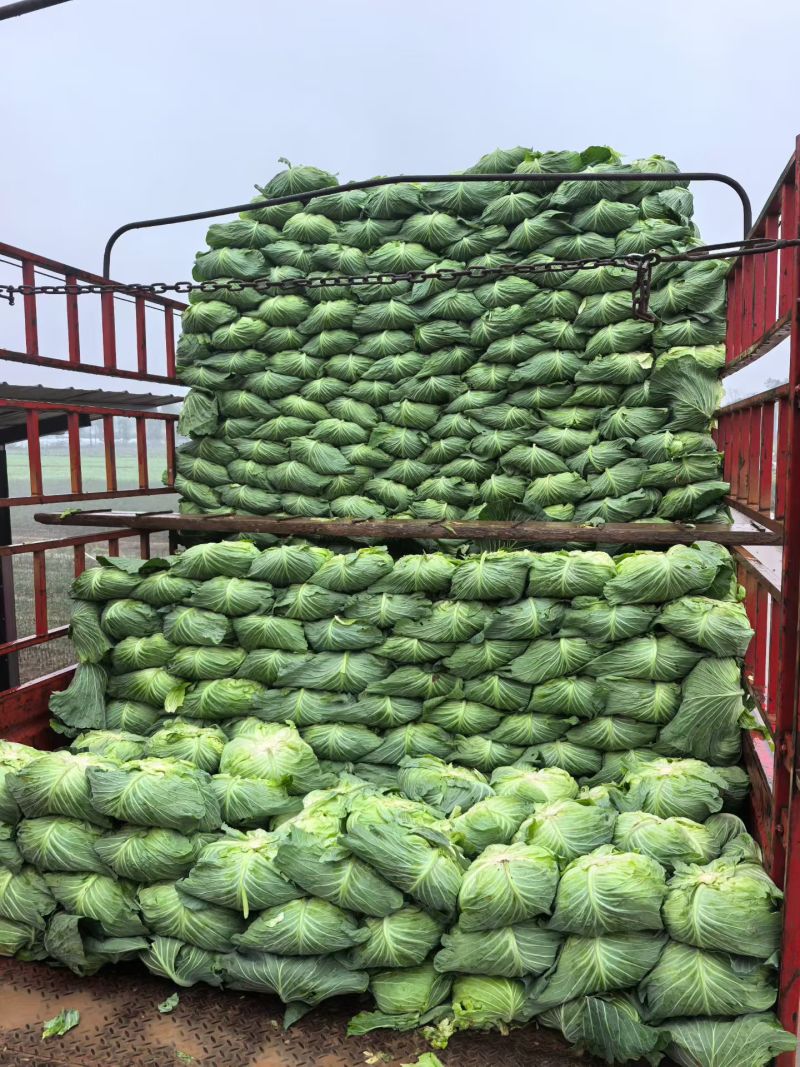 重庆市潼南产地直发脆莲白