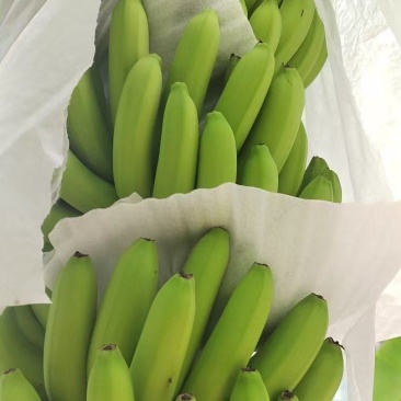 大量供应淋花生麸水溶肥巴西香蕉清甜
