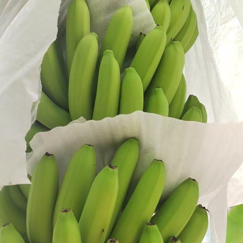 大量供应淋花生麸水溶肥巴西香蕉清甜
