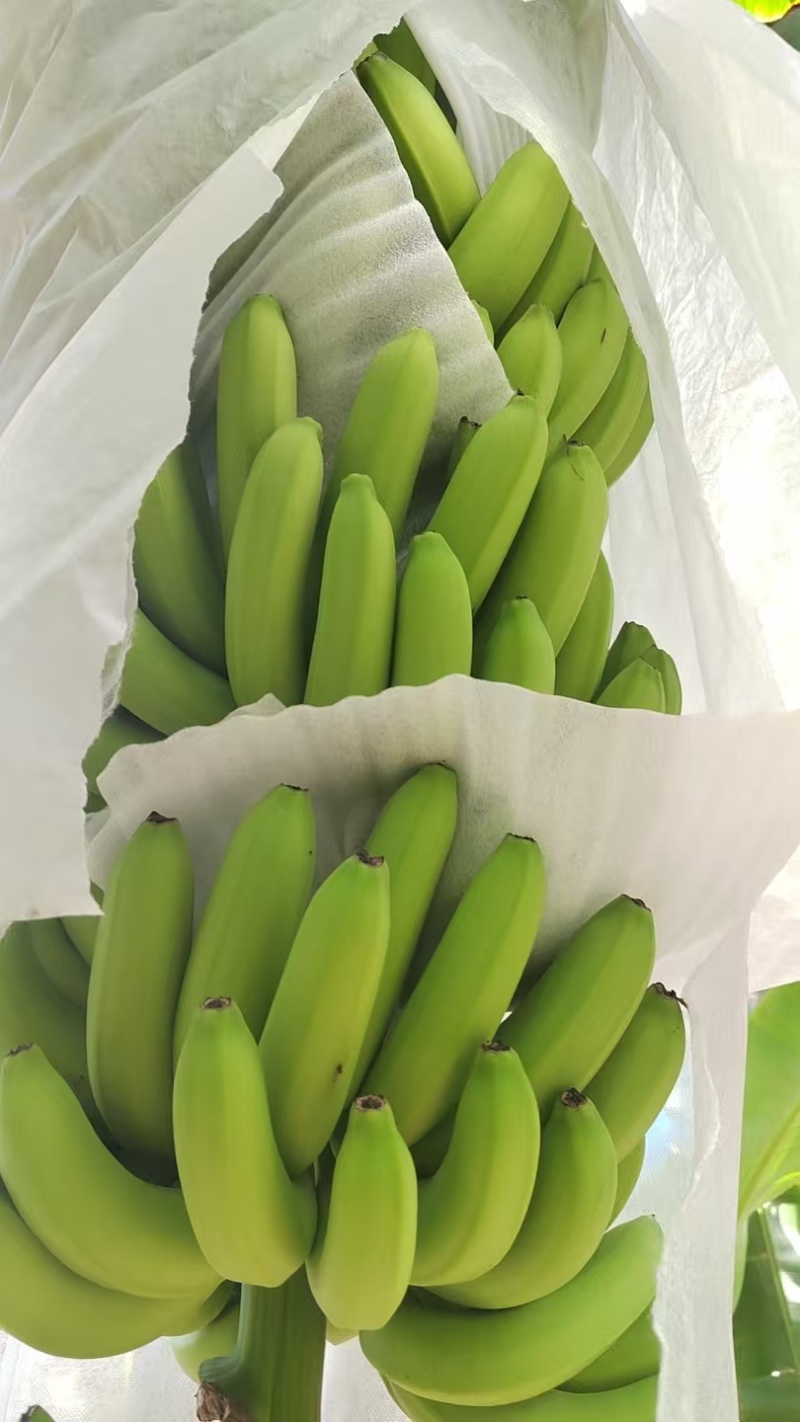 大量供应淋花生麸水溶肥巴西香蕉清甜