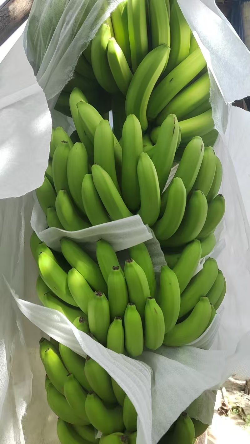 大量供应淋花生麸水溶肥巴西香蕉清甜