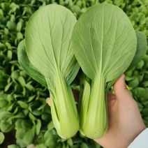 上海青小油菜。山东万亩产地直发。每天大量供货