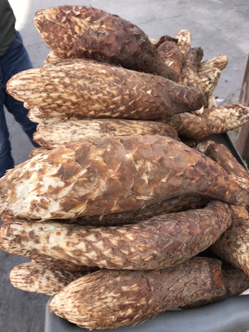 新疆肉苁蓉硬大芸一手货源大量供货支持一件代发