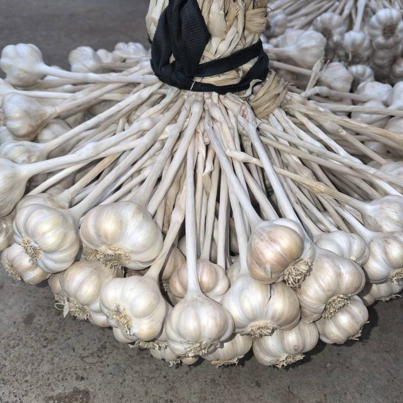 硬叶蒜仁东香蒜支持一件代发