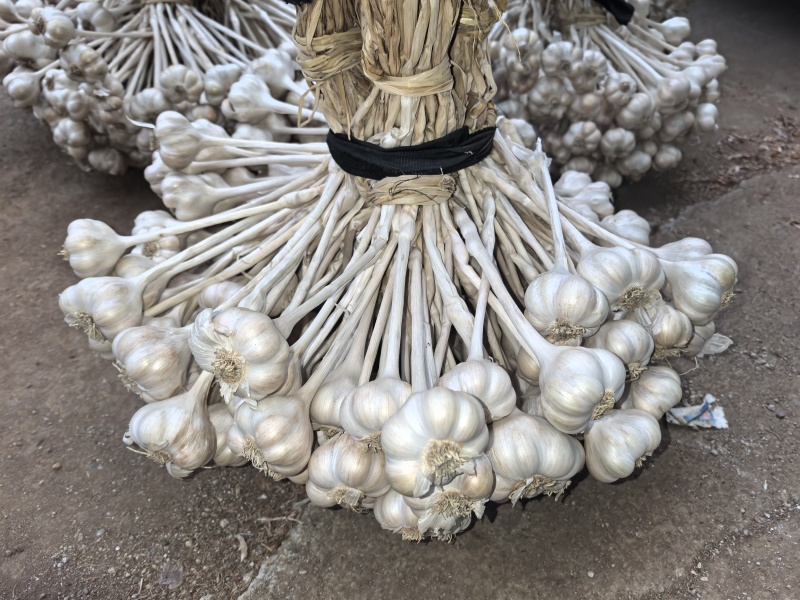硬叶蒜仁东香蒜支持一件代发