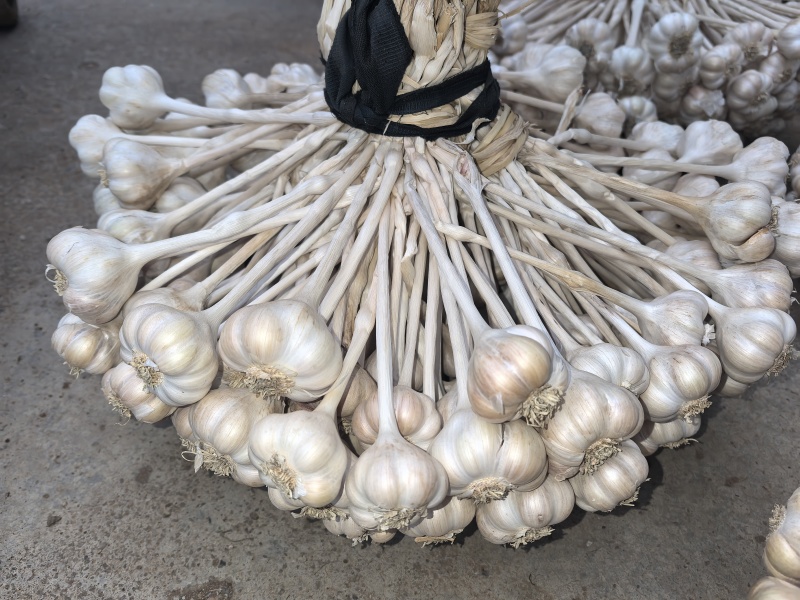 硬叶蒜仁东香蒜支持一件代发