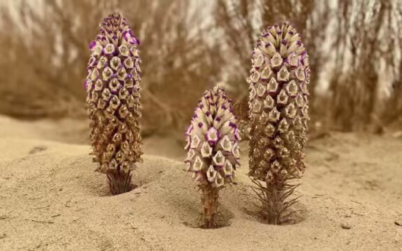 新疆肉苁蓉管花肉苁蓉新疆大芸批发