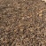 新疆肉苁蓉管花肉苁蓉新疆大芸批发
