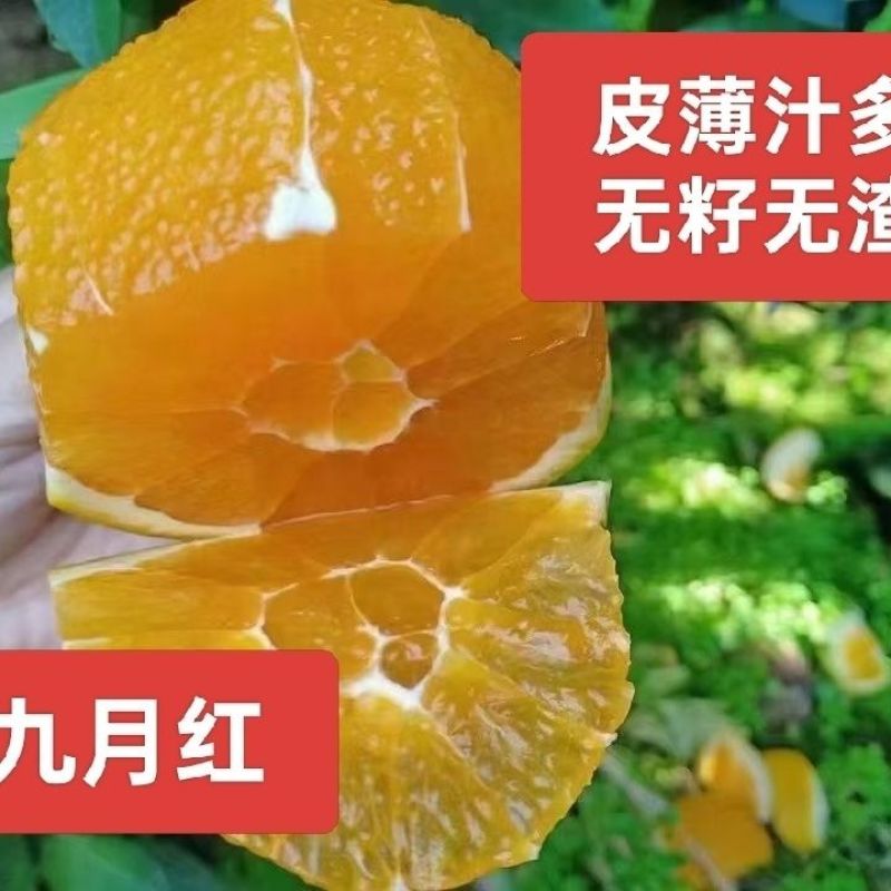 九月红脐橙，产地一手货源量大优惠，汁多味美，可以视频看货