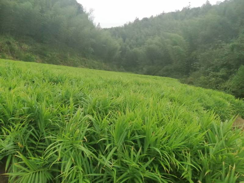 生姜自产生姜带土量大优惠