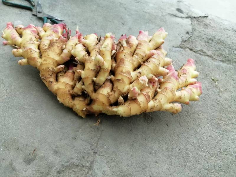 生姜自产生姜带土量大优惠