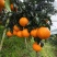 四川眉山爱媛果冻橙